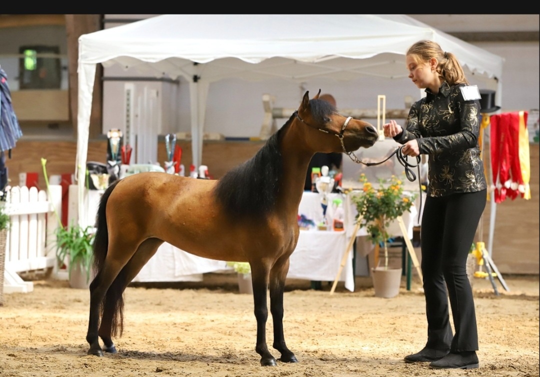 Minihorse klisna - 7