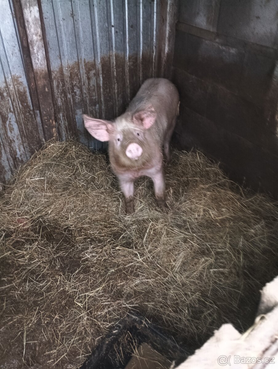 Prodám prase - 7