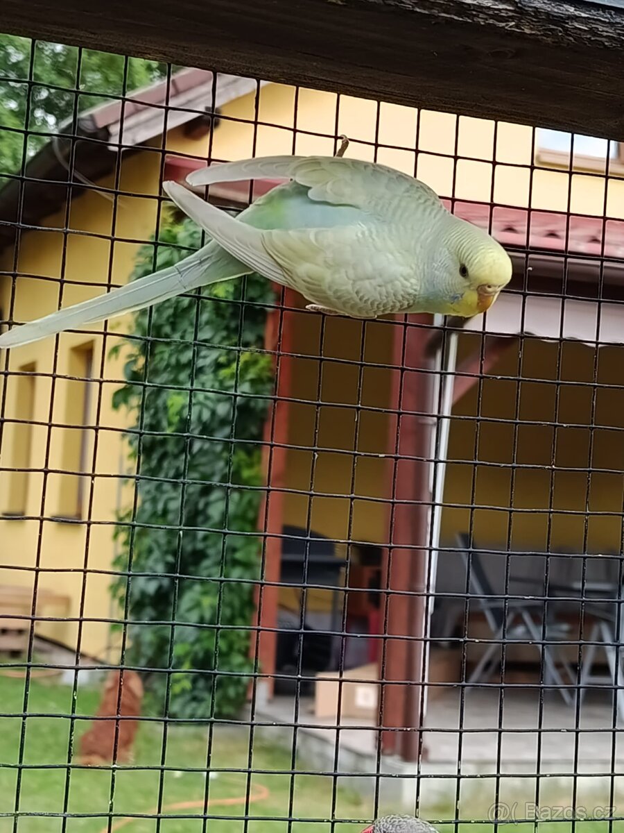 Andulka, andulky - 7