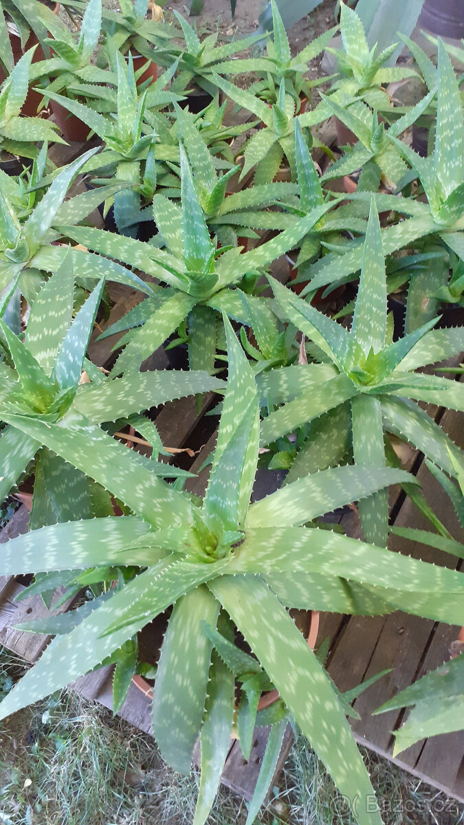 Aloe Vera - 7