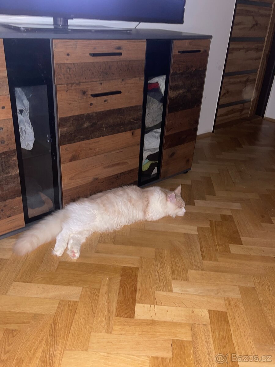 Mainský mývalí kocour - 7