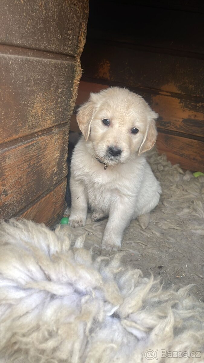 Zlatý retrívr štěňátka - 7