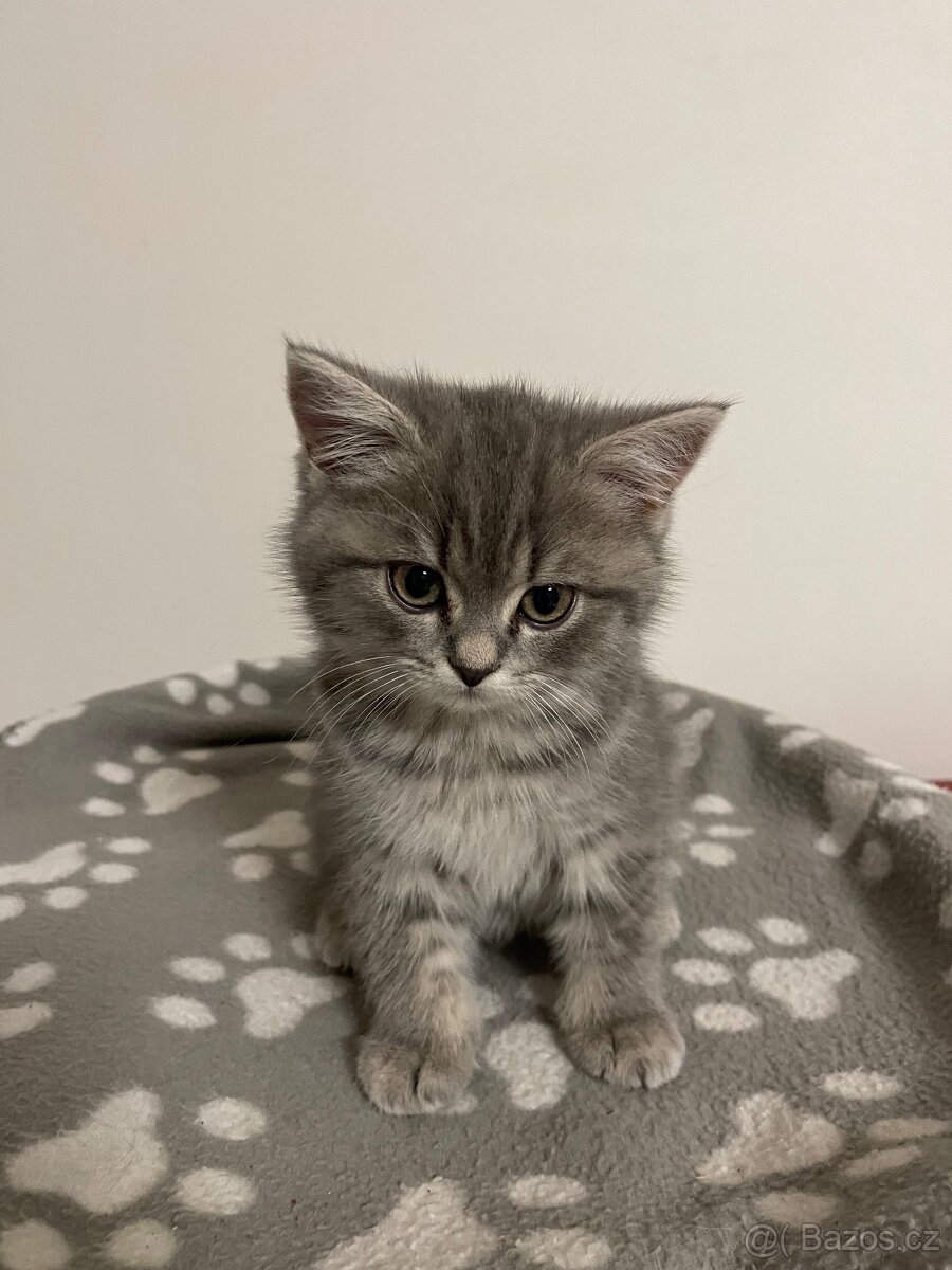 koťátko bez PP (kočička tmavá) - 7
