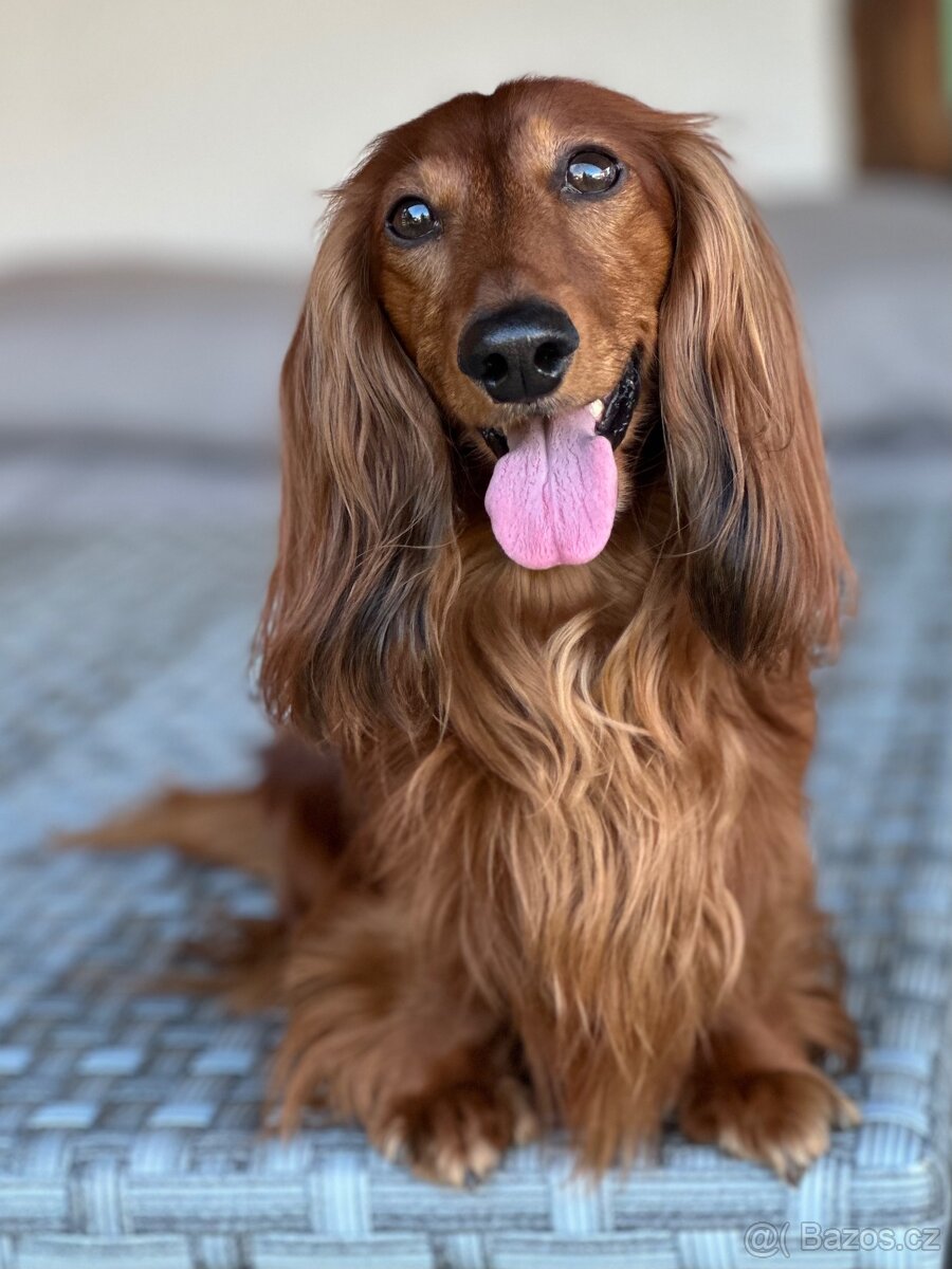 Jezevčík dlouhosrstý trpasličí/králičí s PP - 7