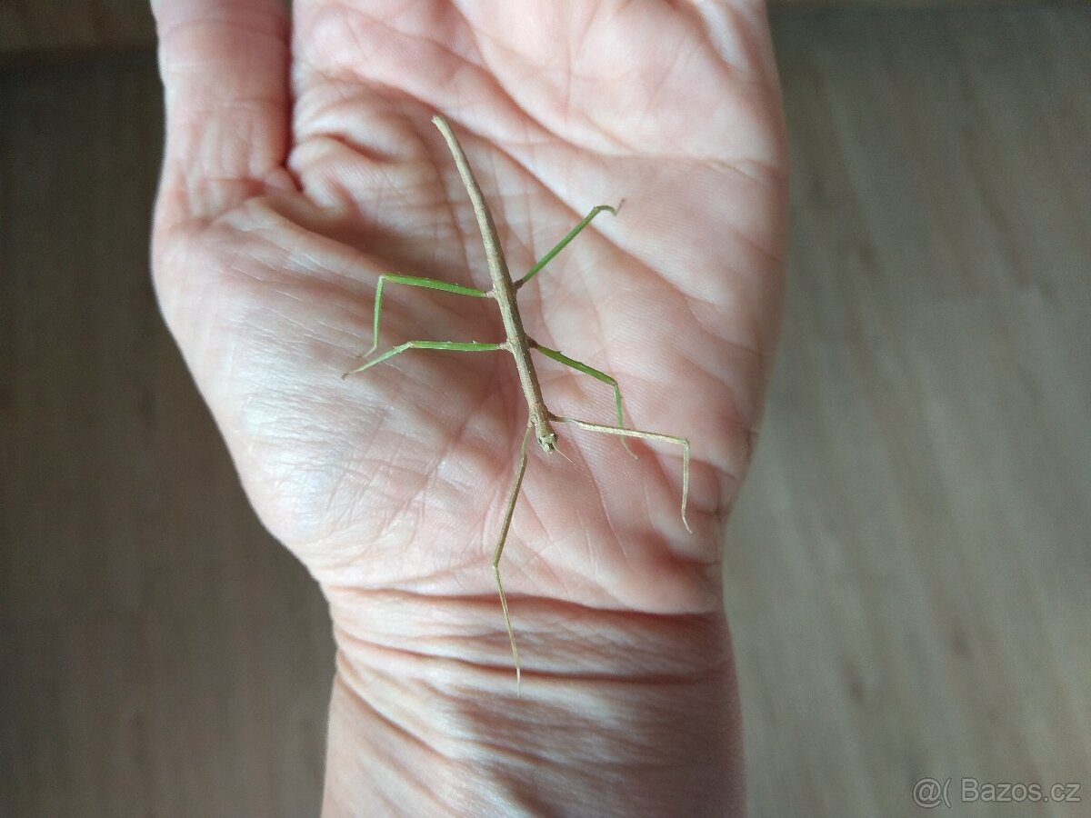 Nymfy strašilek a pakobylek - 7