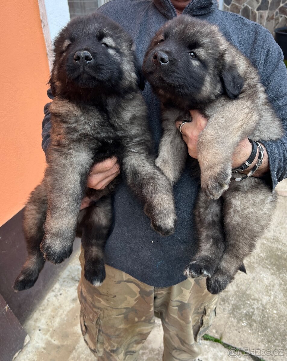 Štenátko Kaukazský ovčiak - 7