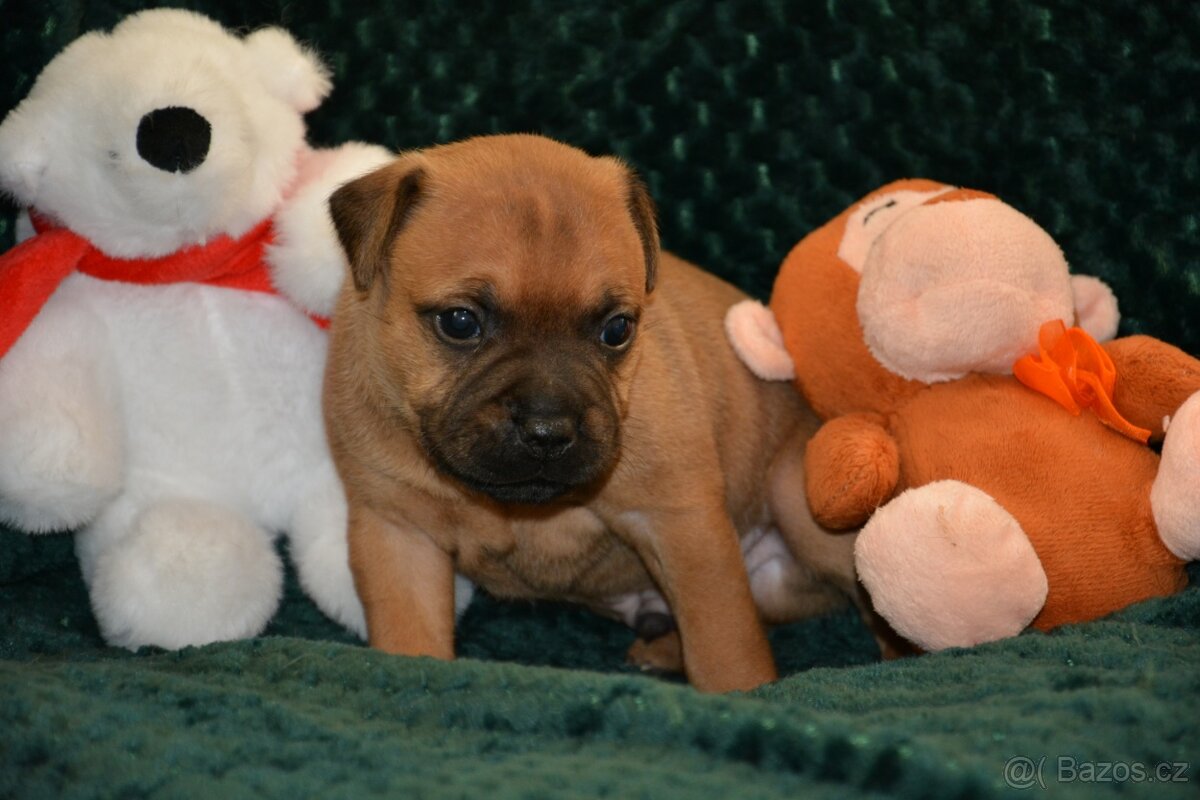 Stafordšírský bulterier - 7