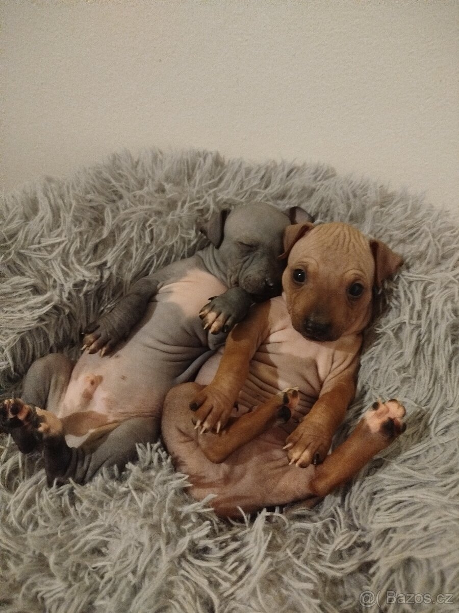 Americký bezsrstý teriér - 7