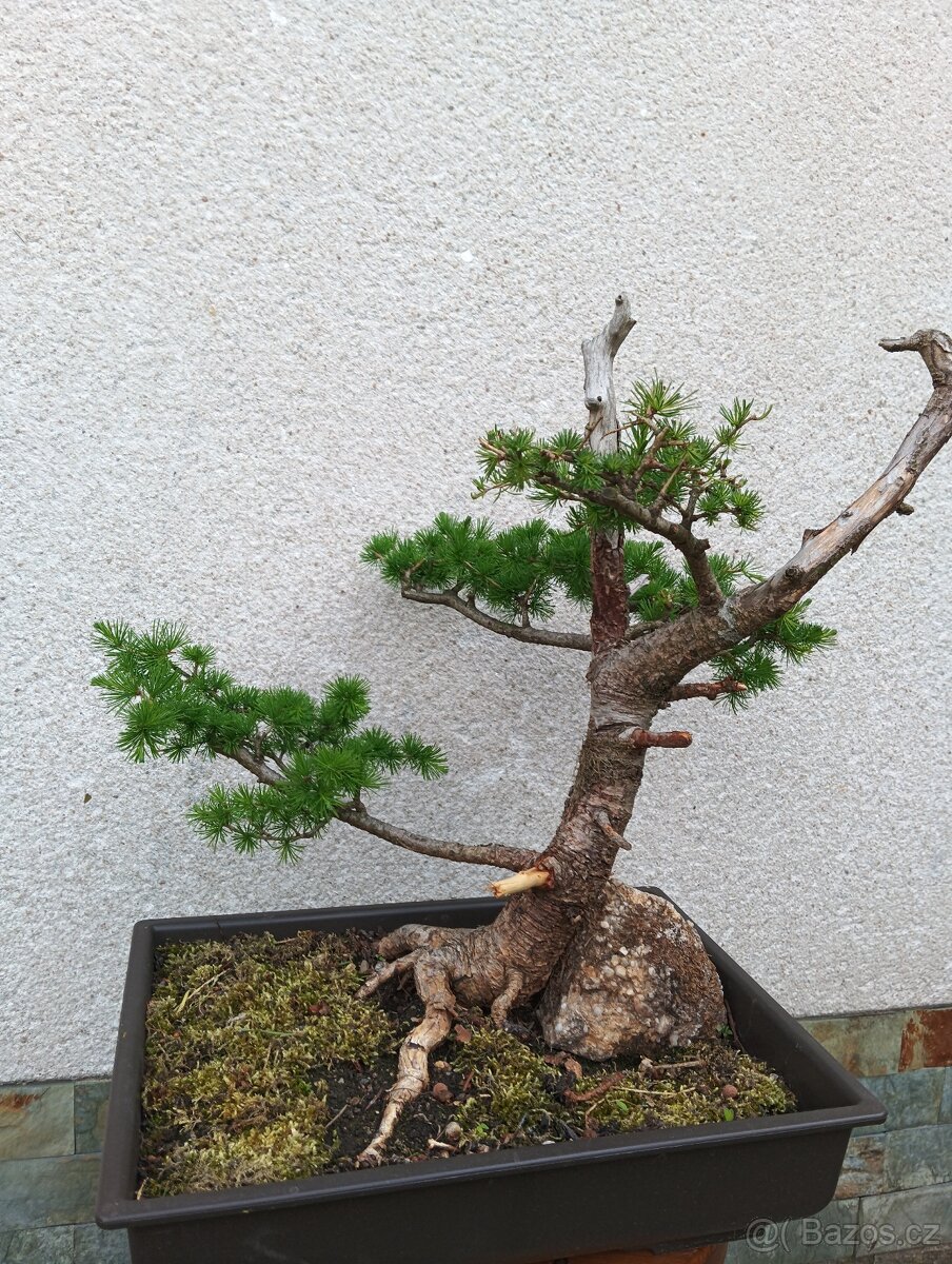 bonsai - 7
