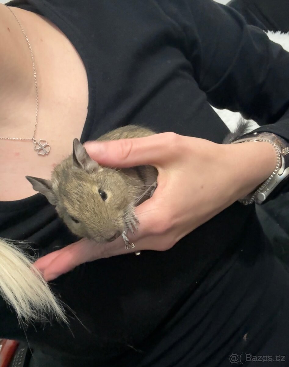 Osmák Degu - 7