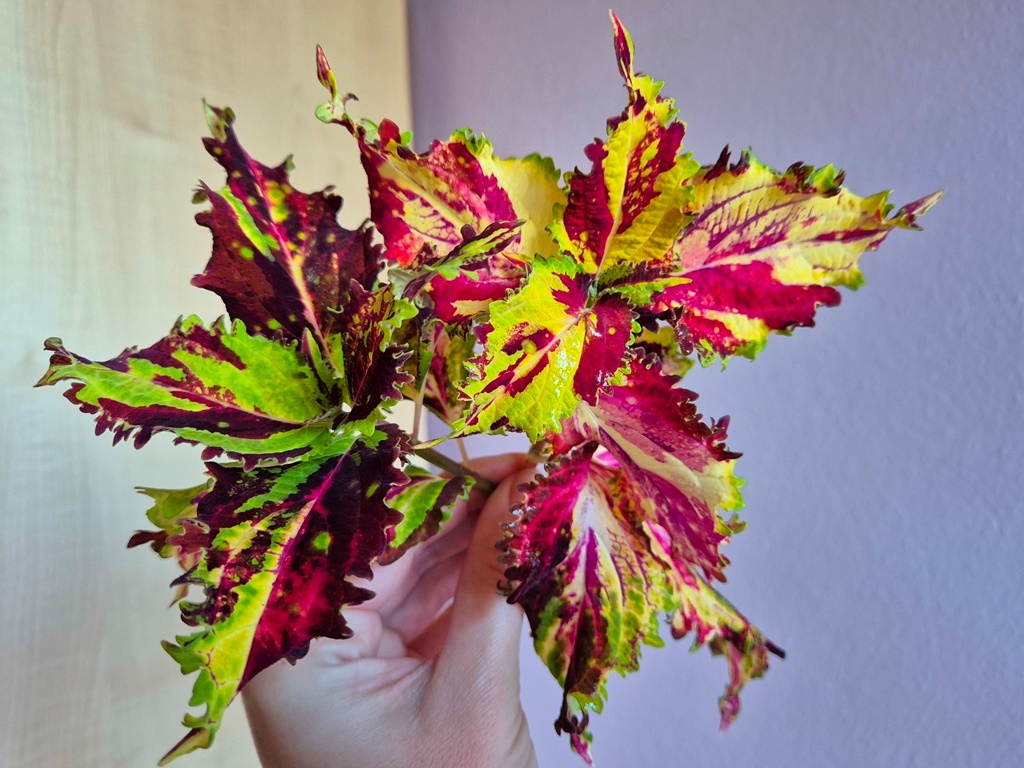 Africké okrasné kopřivy COLEUS SEMENA - 7