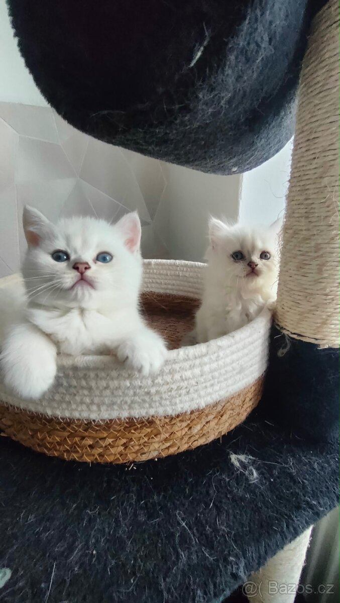 Britská koťátka s PP - 7