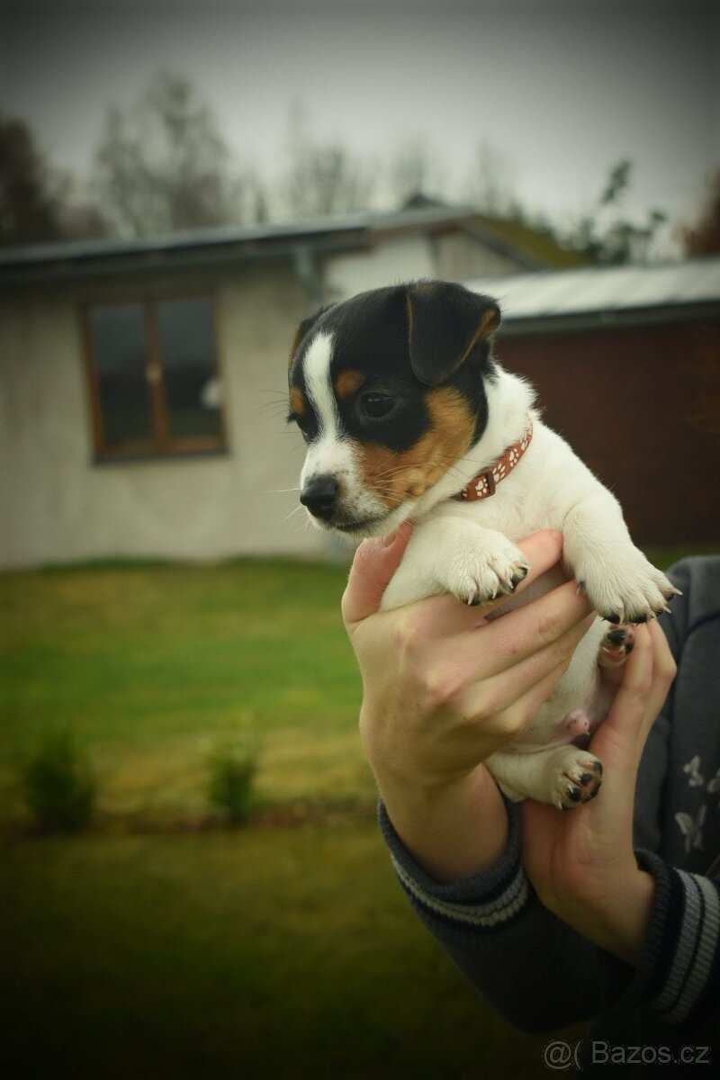 Jack Russell teriér - 7