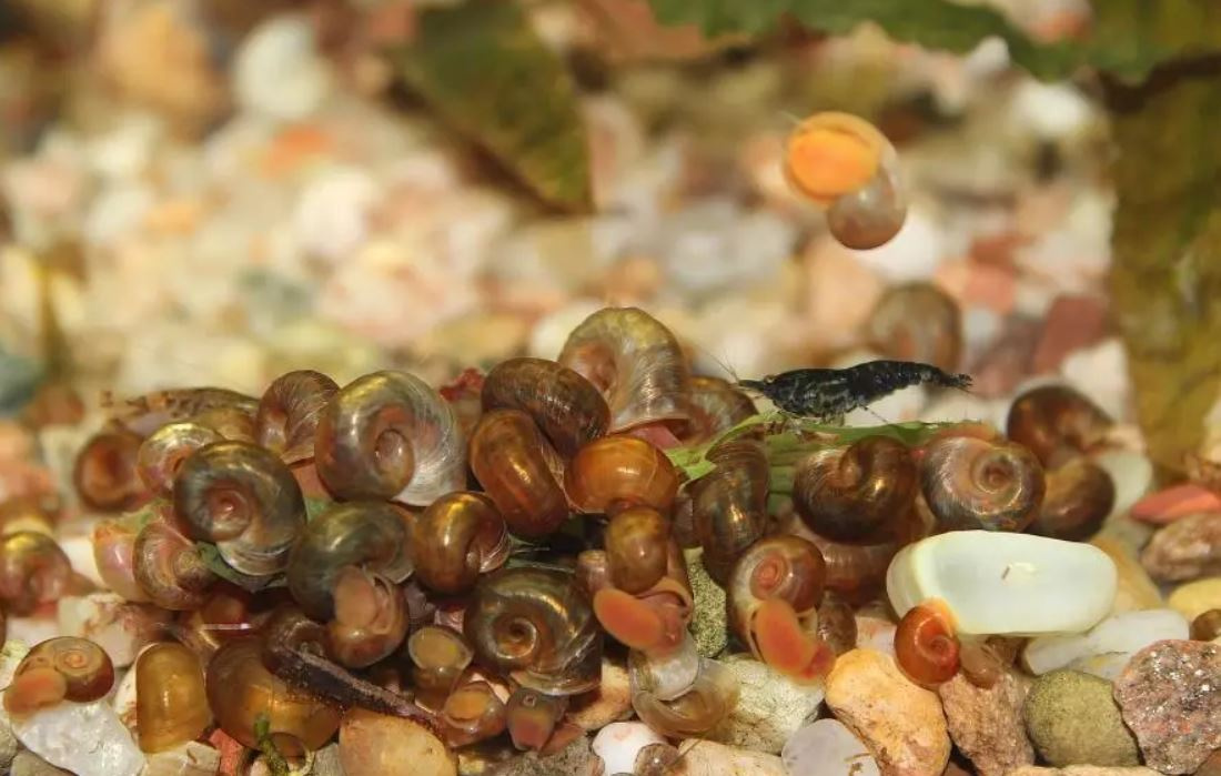 Akvarijní šneci - piskořky a okružáci všech barev - 7