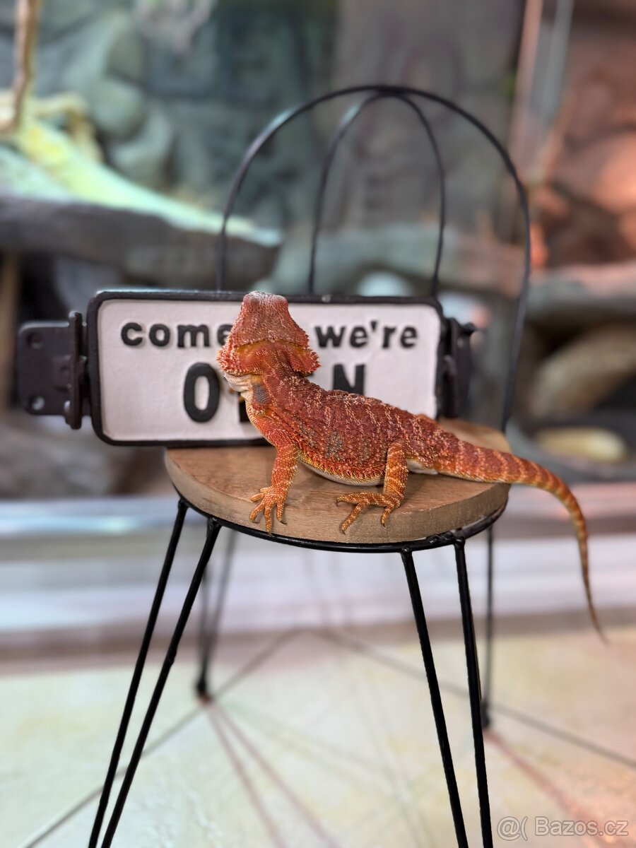 Agama vousatá SAMIČKA - 7