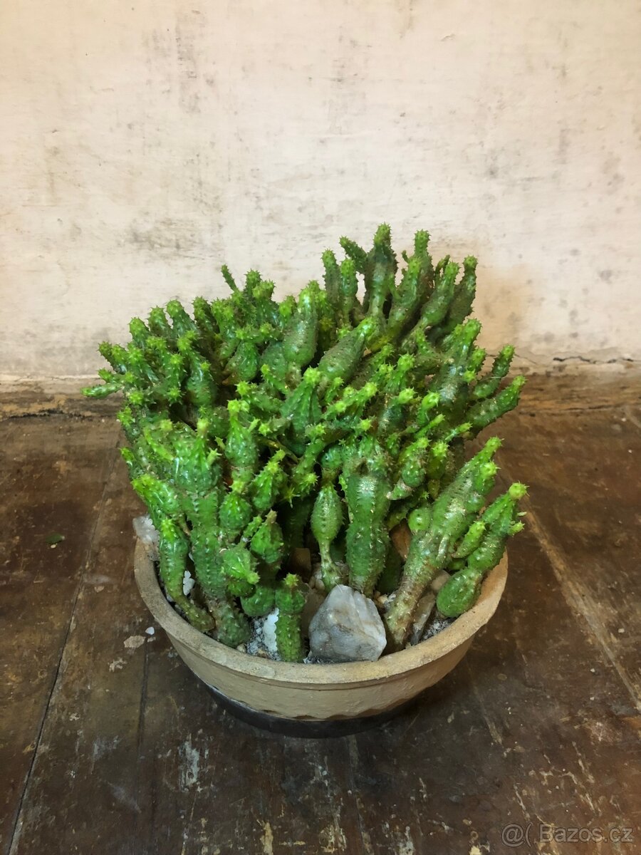 Řízky pokojových rostlin - 7