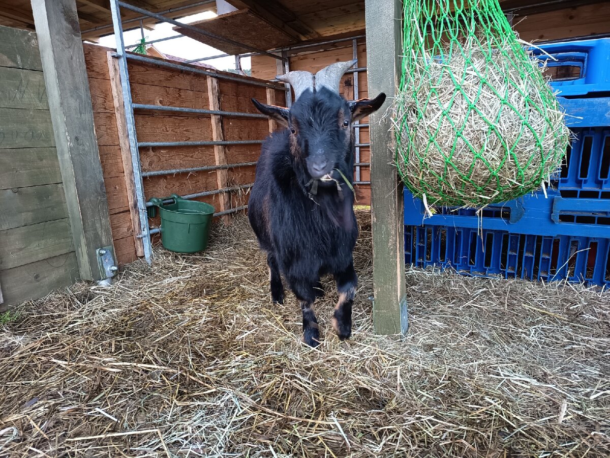 Holandská zakrslá - 7