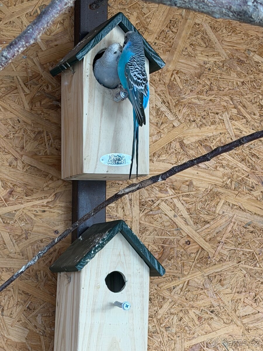 Prodám chovný pár andulek - 7