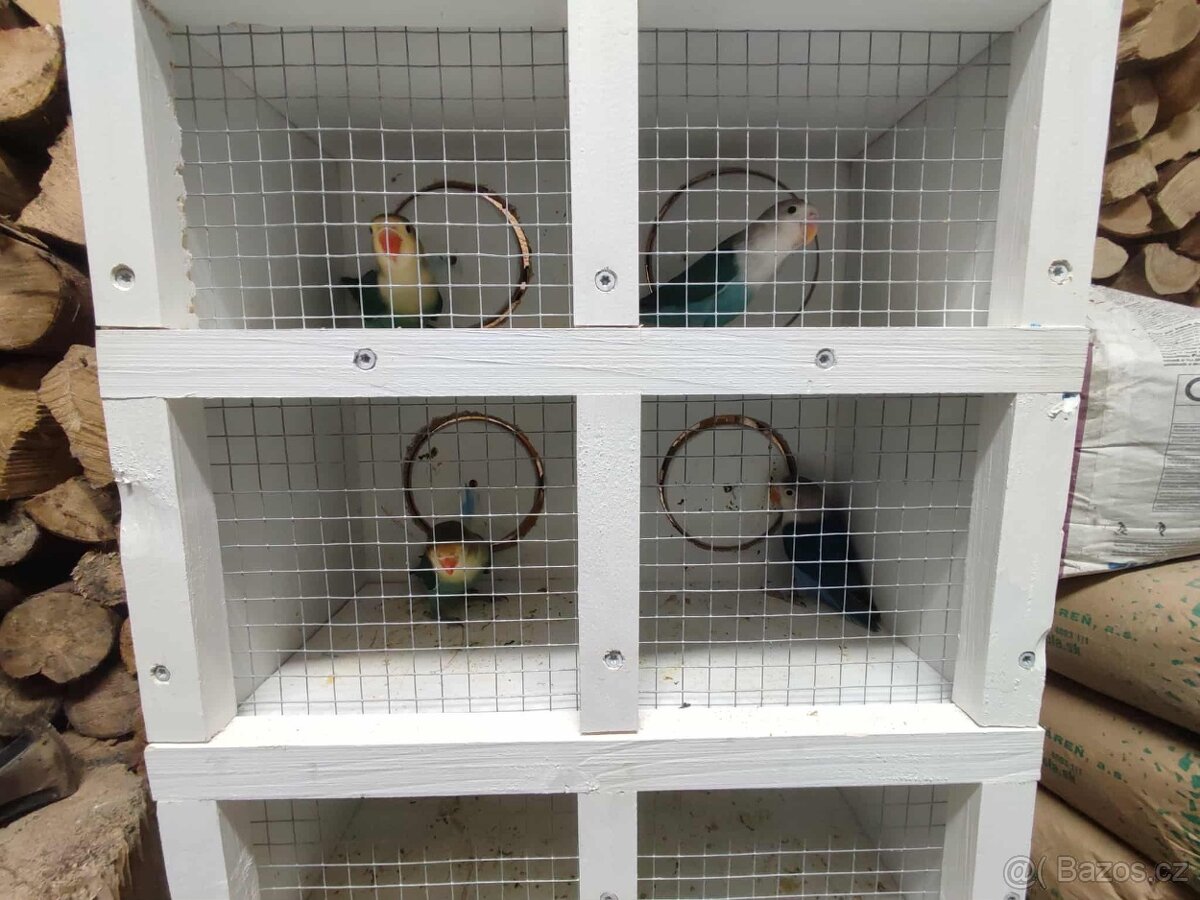 Agapornis ficheri - 7