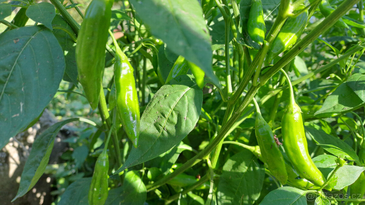 Chilli semínka 7 druhů ,Scorpion,Naga Moritch, Zvonečkové, A - 7