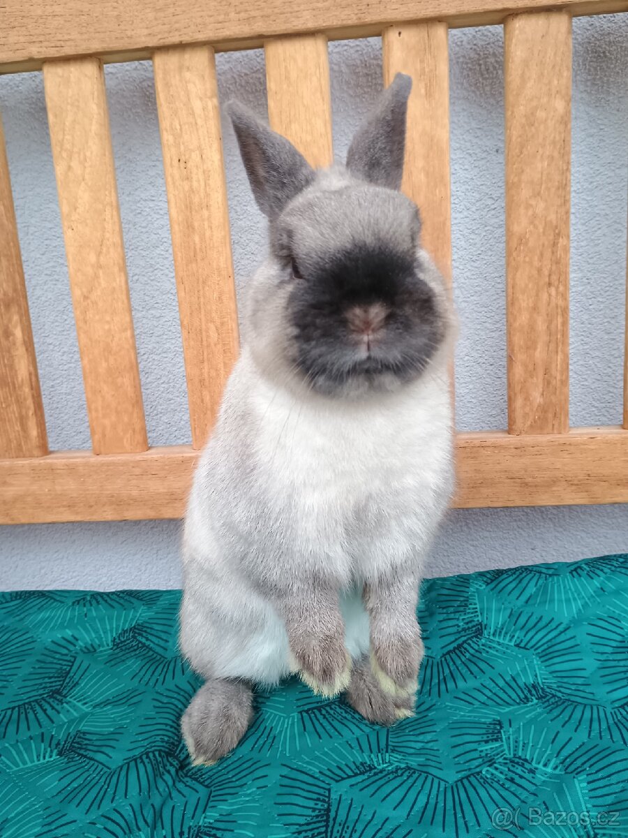 Zakrslý siamský sameček Méďa - 7