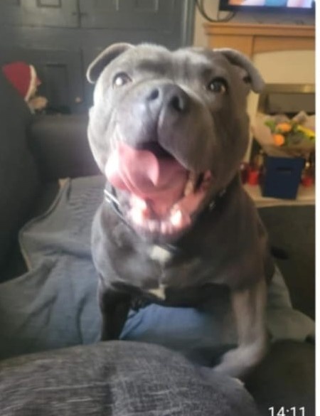 Stafordšírský bulteriér - 7