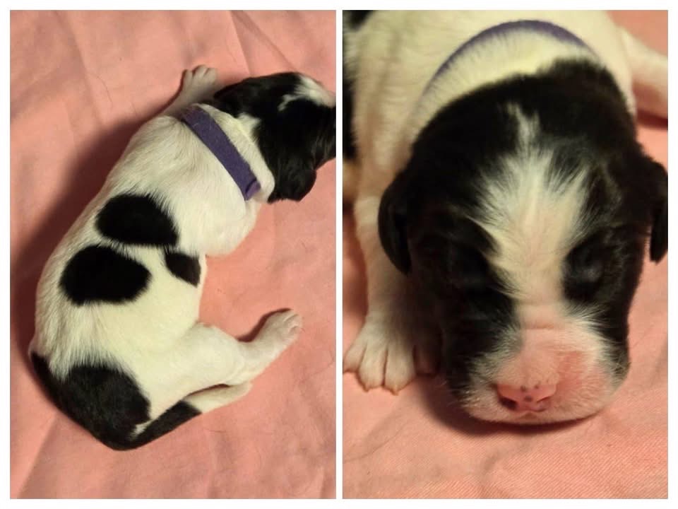 Landseer štěňata - 7