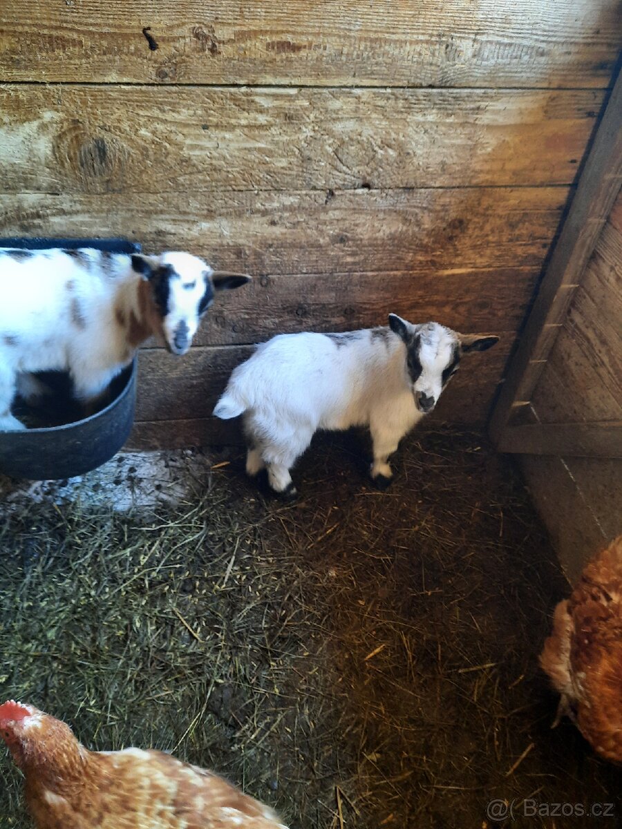 Holandské zakrslé kozy - 7