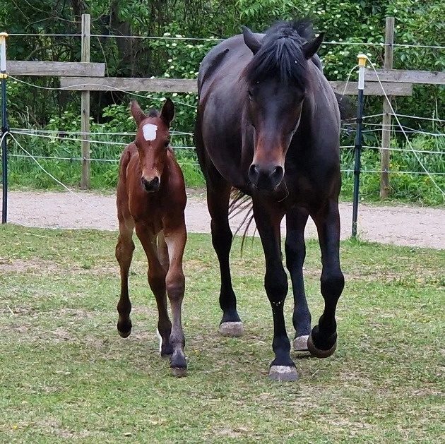 Hřebec original Knabstrupper - 7