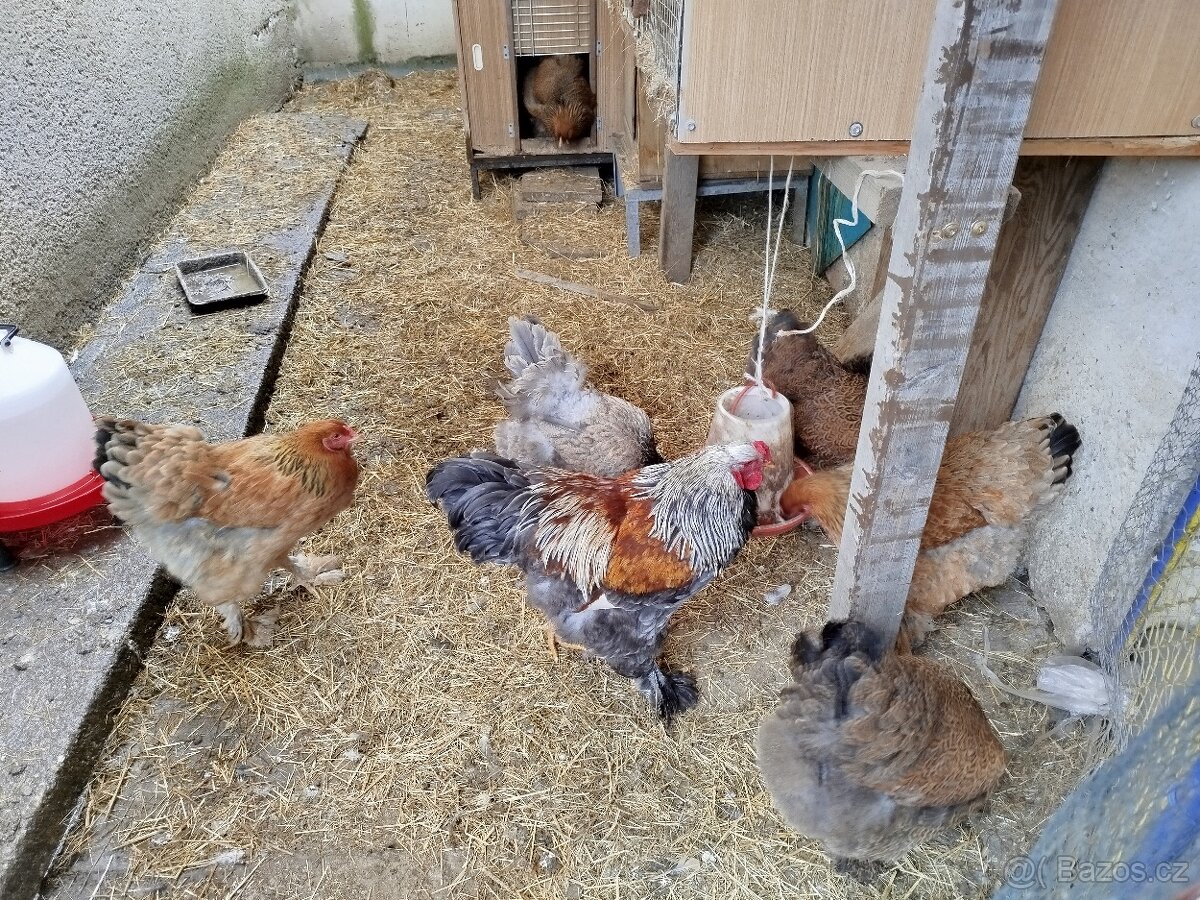 N.V BRAHMÁNKA KOLUMBIJSKÁ - 7