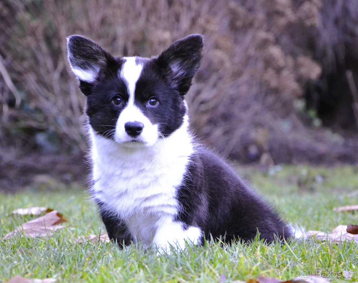 Welsh Corgi Cardigan FCI - 7