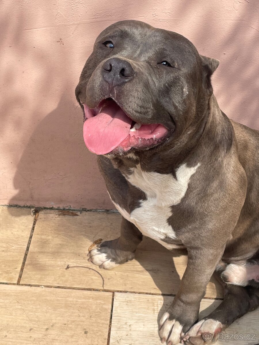 American Bully - 7