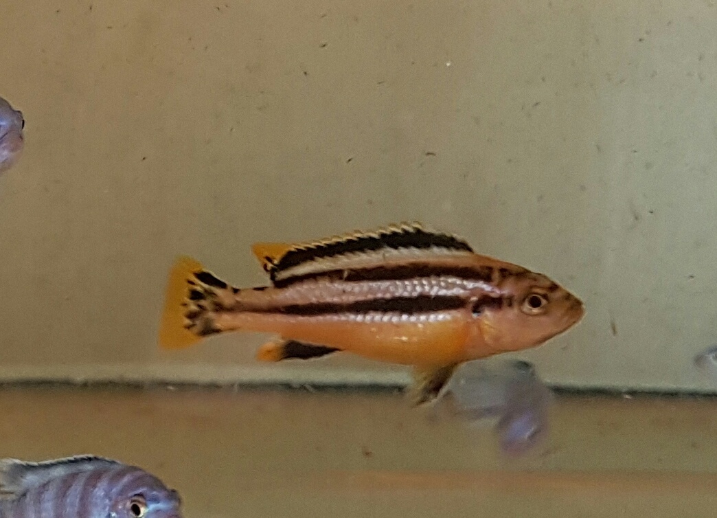 Prodám tlamovce z jezera Malawi - 7