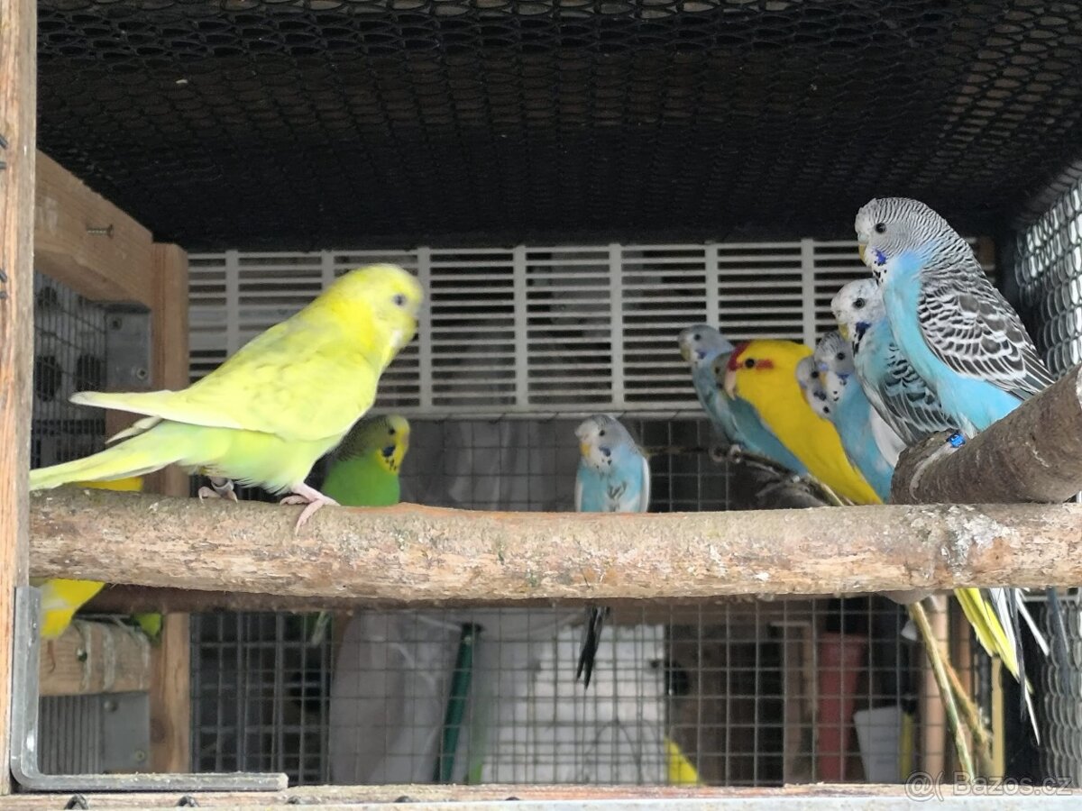 Prodám papoušky - 7