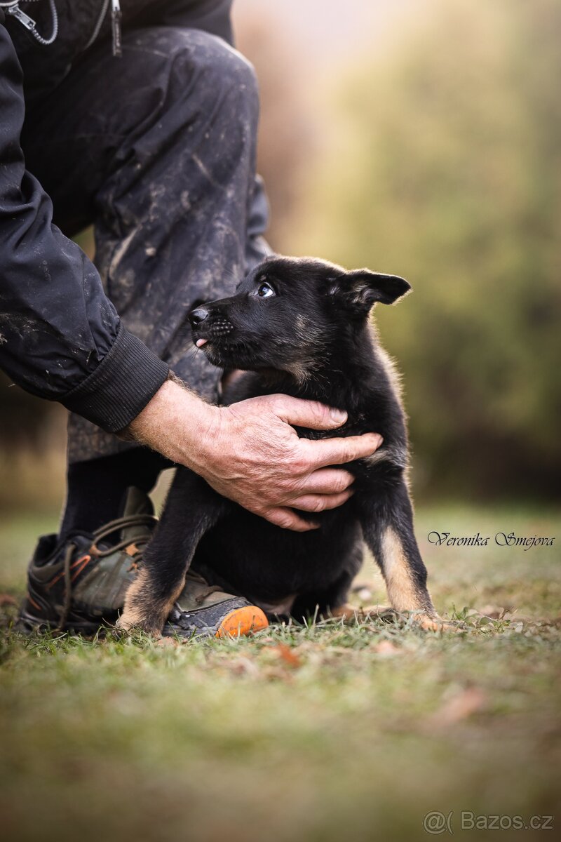 Německý ovčák- štěně s PP - 7