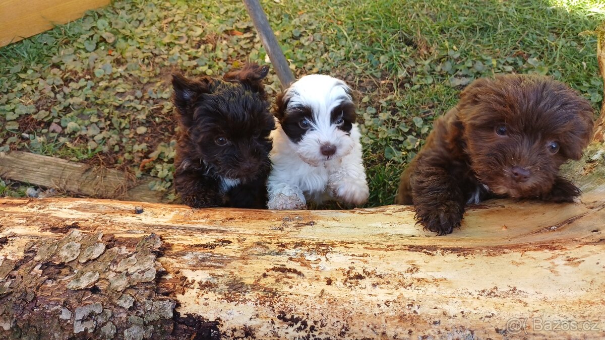 Štěňata Yorkchir - 7