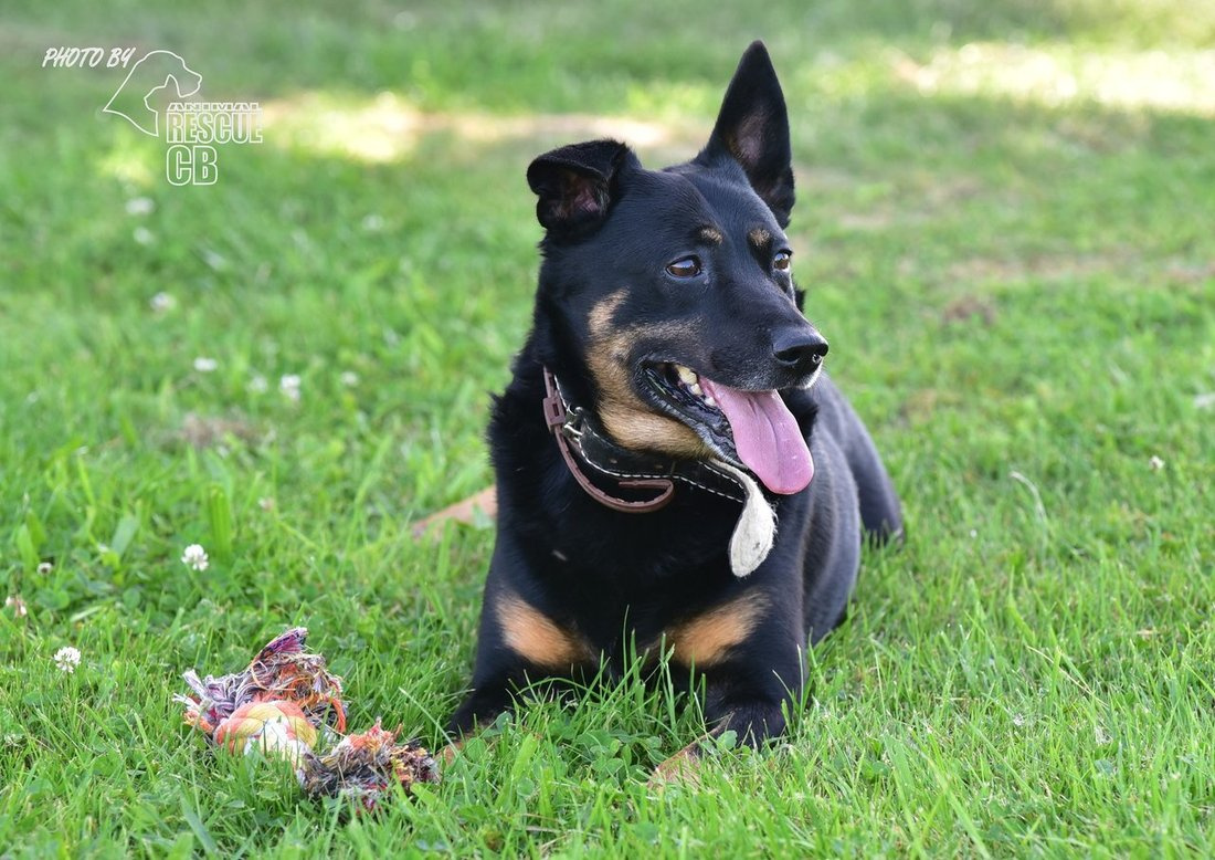 Darujeme nalezeného křížence - 7