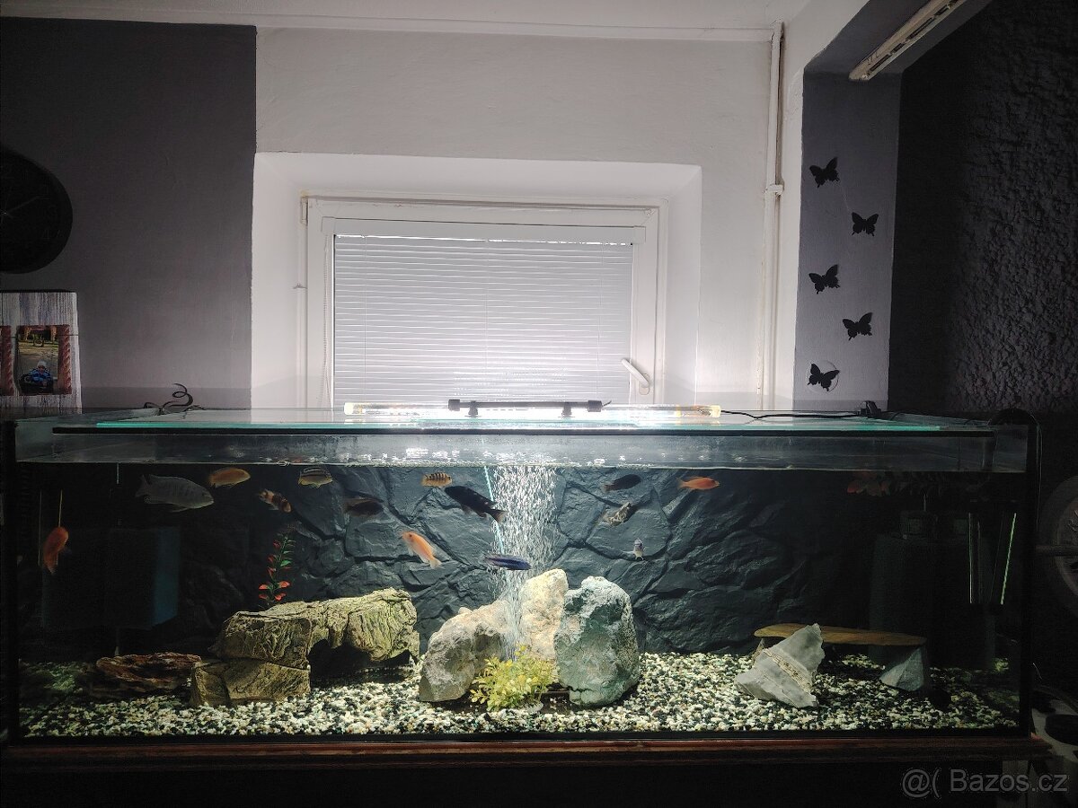 JUWEL 300L + Malawi 400L - 7