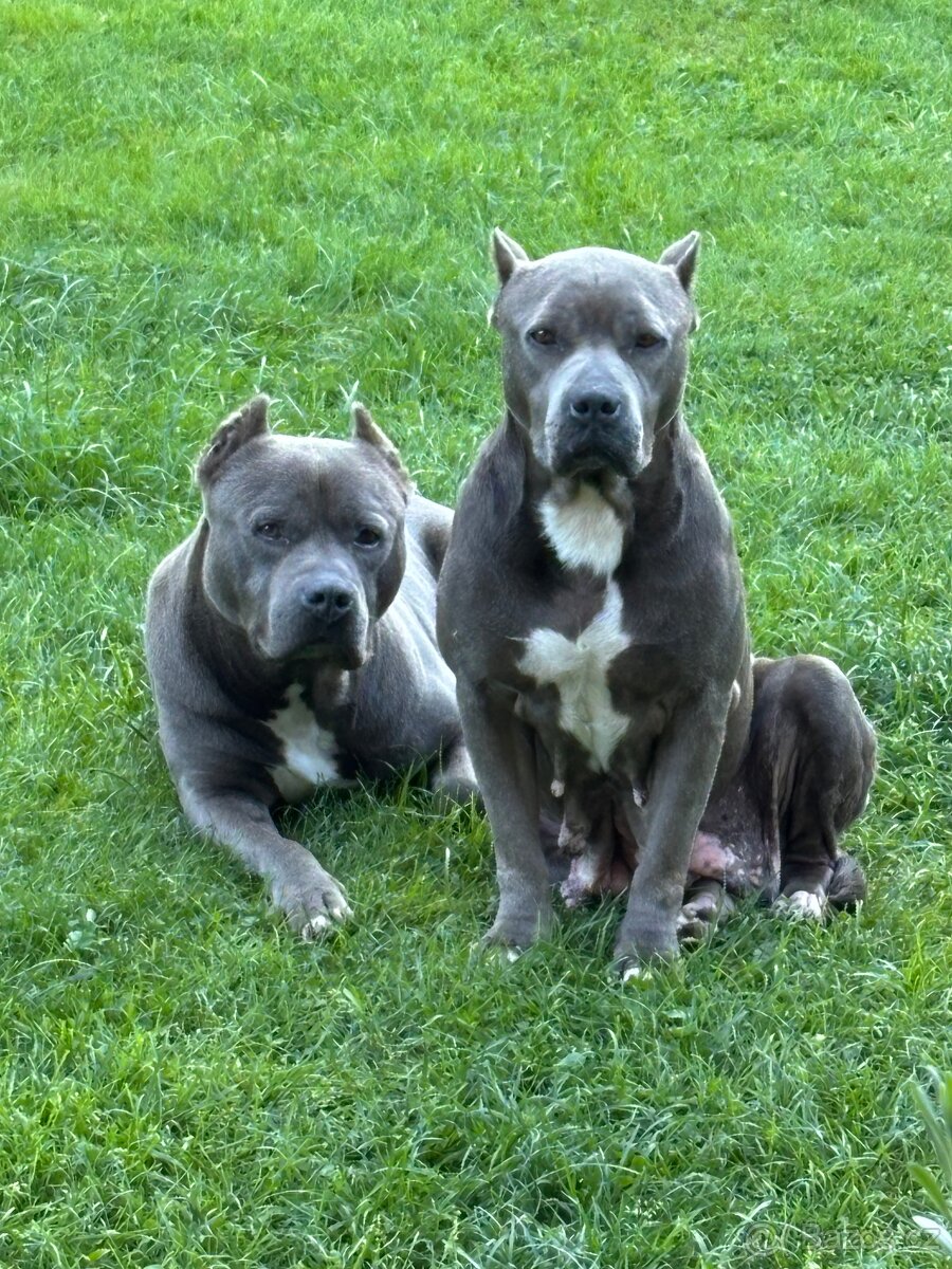 Americký Stafordširský Teriér - 7