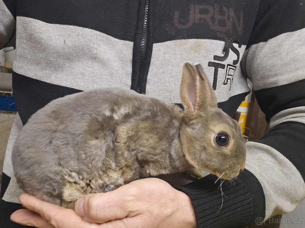 Zakrslý králíček - 7
