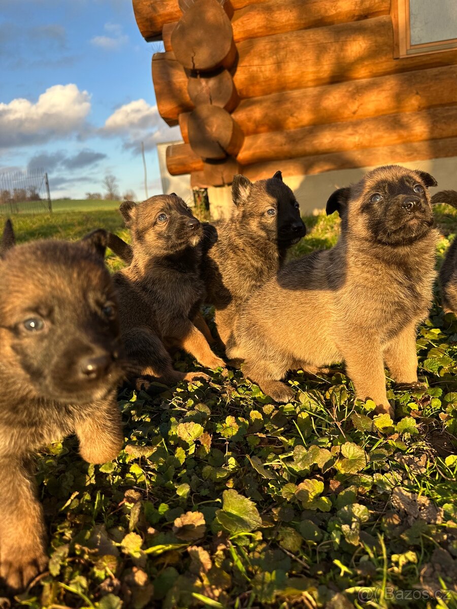 Belgický ovčák Malinois X německy ovčák - 7