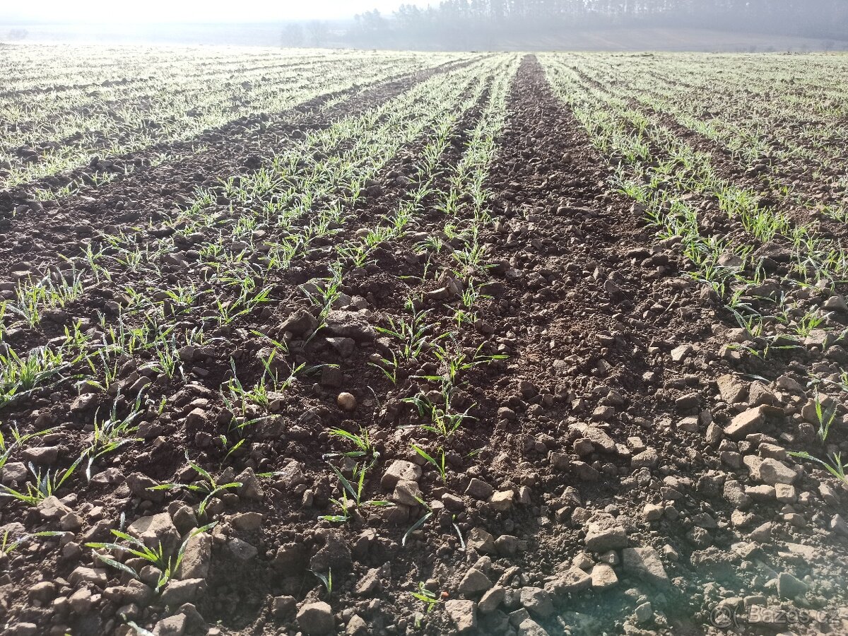 Roudnická sečka - 7