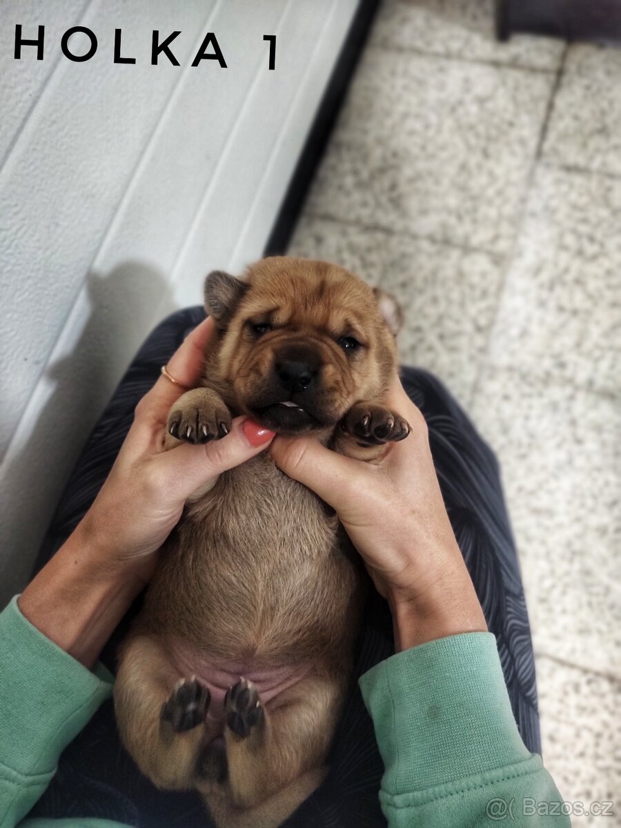Štěňata kříženci - 7