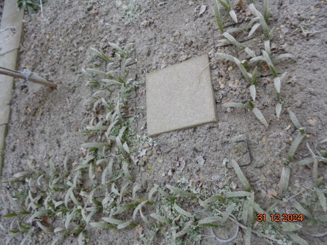 Mrazuvzdorná Palma konopná-palmičky - 7