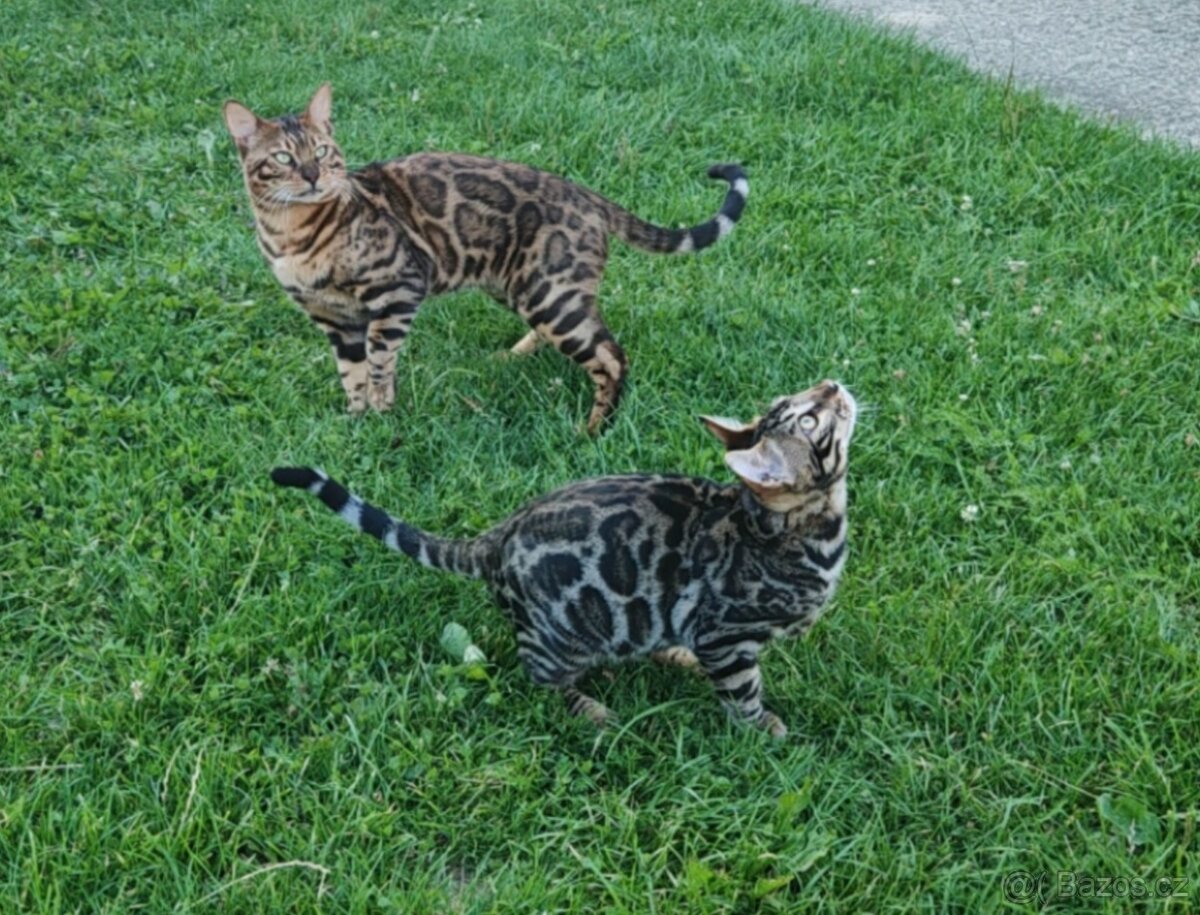 Bengálský kocour s PP. - 7