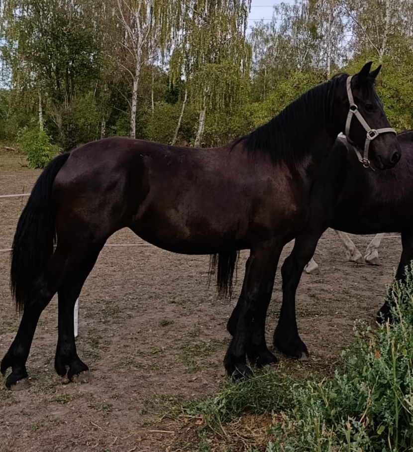 Fríská klisna - 7