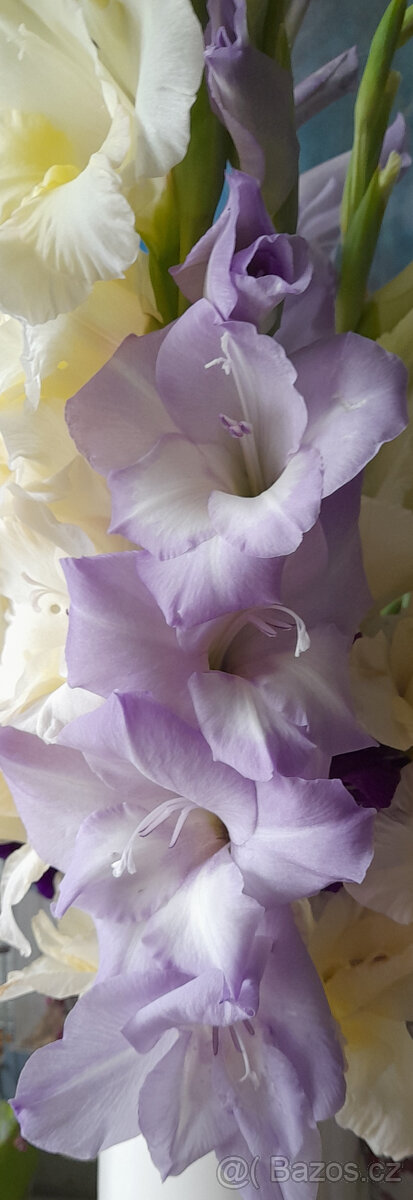 mečíky, cibule mečíků - 7