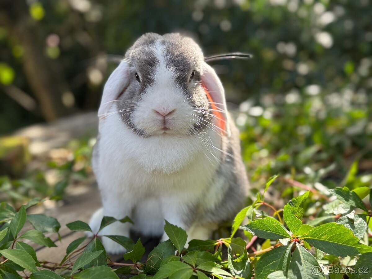 Dospělá samička zakrslého beránka - 7