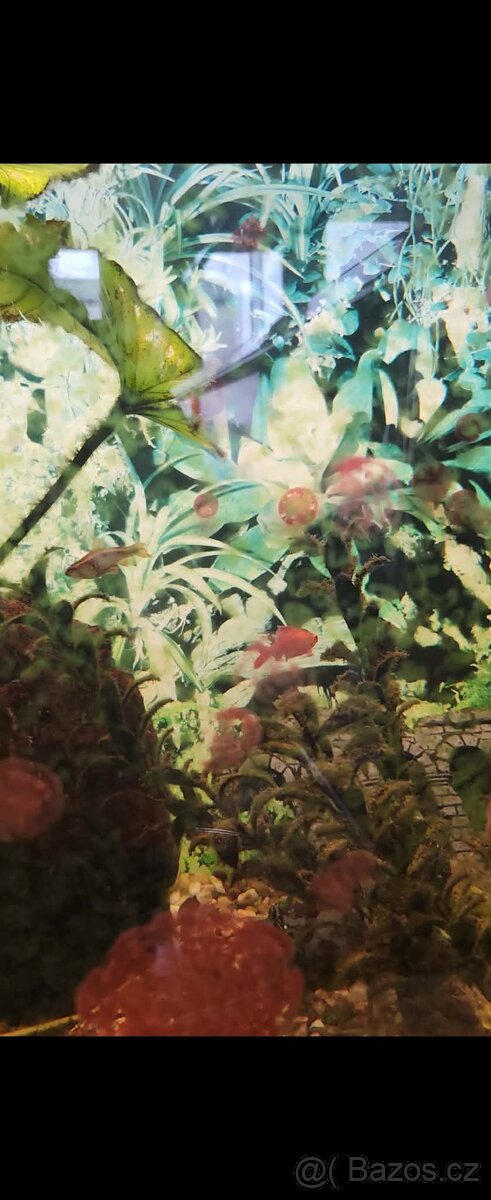 Prodám akvárium - 7
