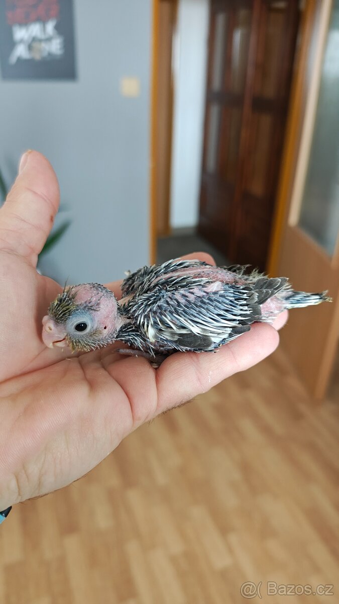 Ručně dokrmené Korely chocholaté. - 7